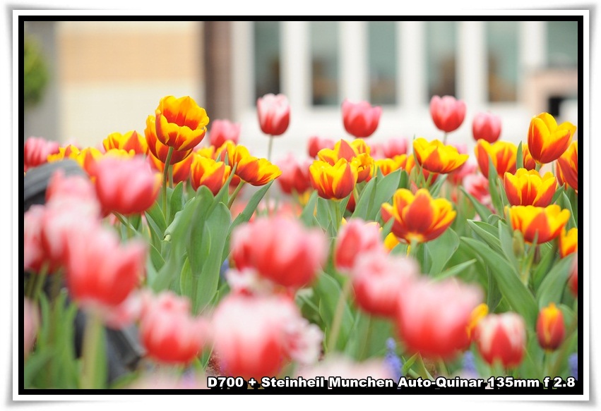 [ParkIsland_Tulip_10.JPG]