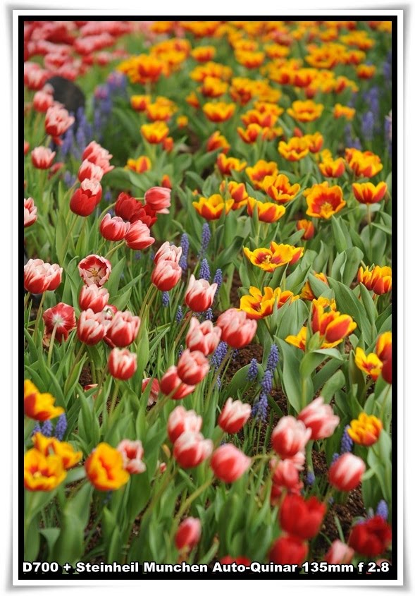 [ParkIsland_Tulip_14.JPG]