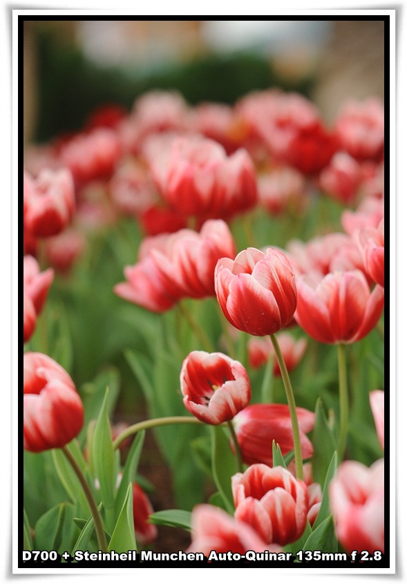 [ParkIsland_Tulip_13.JPG]