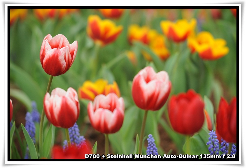 [ParkIsland_Tulip_12.JPG]