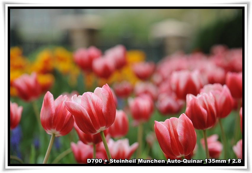 [ParkIsland_Tulip_07.JPG]
