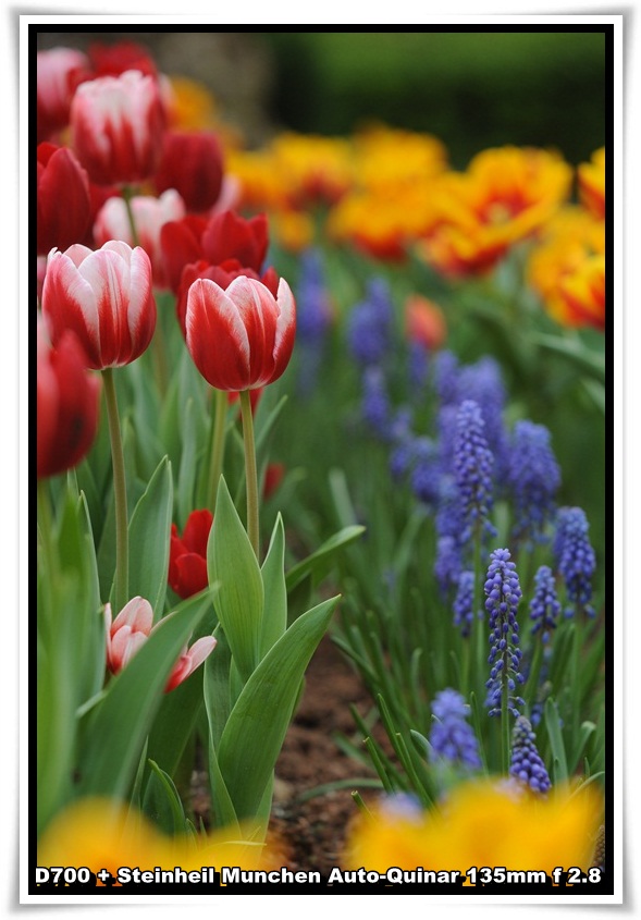 [ParkIsland_Tulip_05.JPG]
