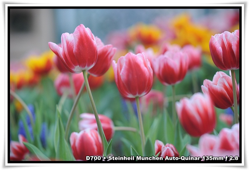 [ParkIsland_Tulip_02.JPG]