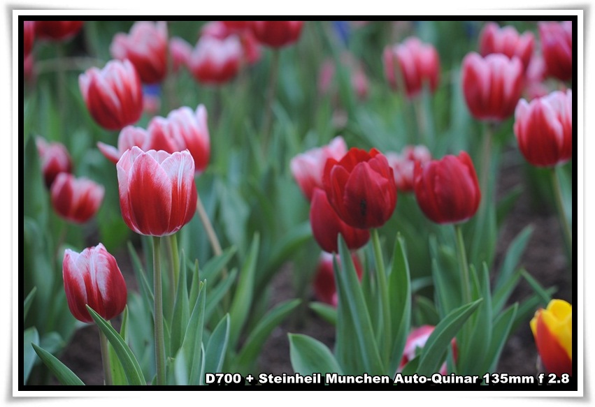 [ParkIsland_Tulip_01.JPG]