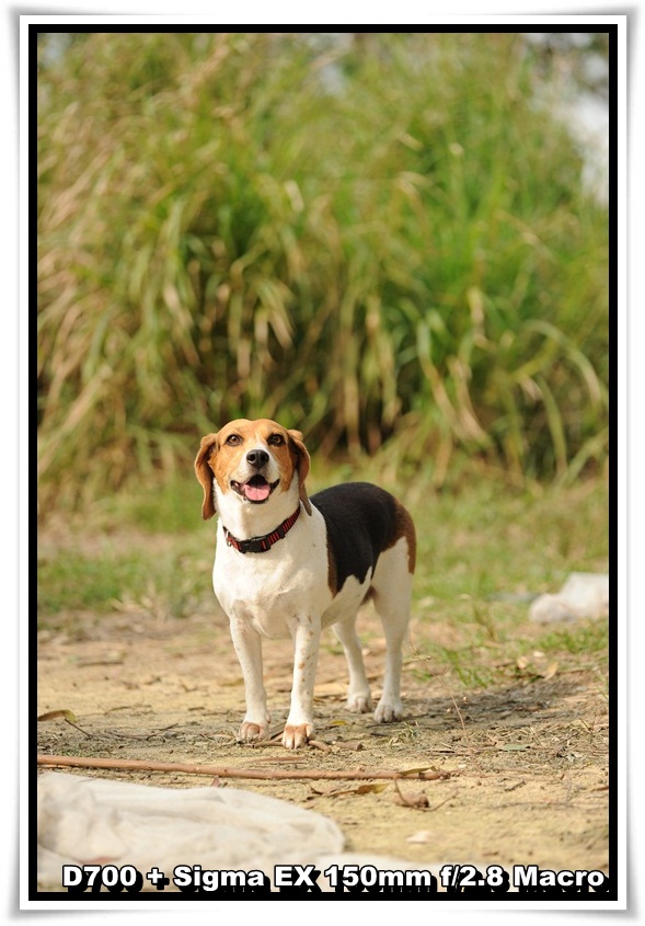 [DogDogNSW_b_15.JPG]