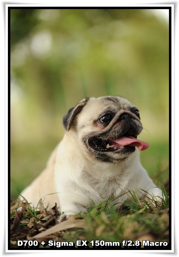 [DogDogNSW_b_13.JPG]