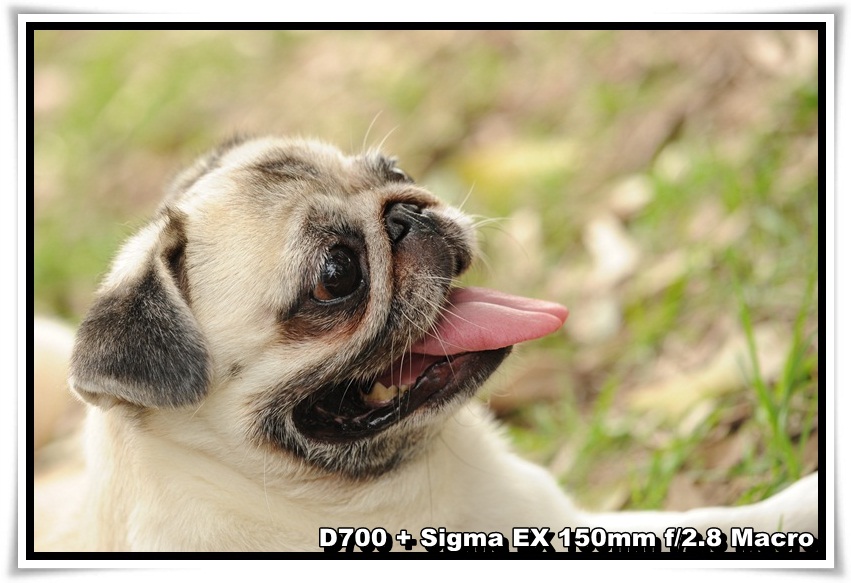 [DogDogNSW_b_07.JPG]