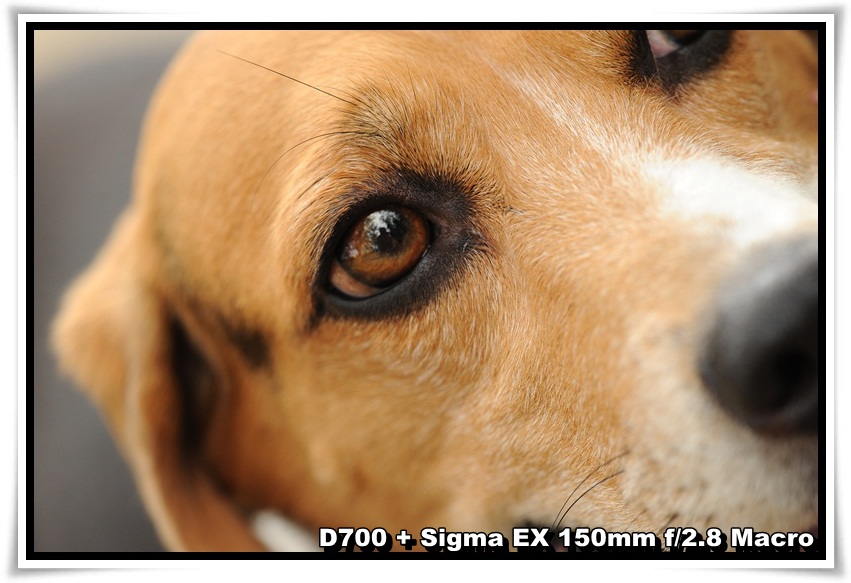 [DogDogNSW_b_06.JPG]