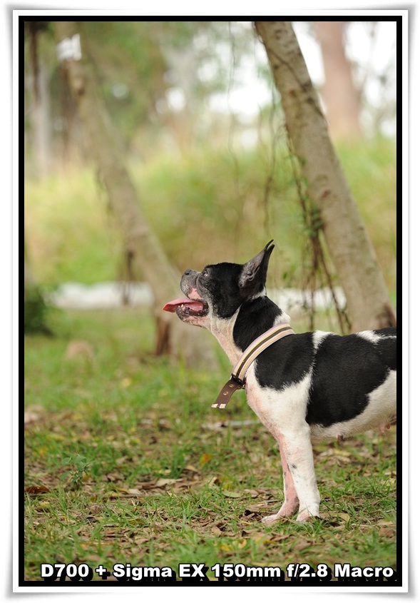 [DogDogNSW_b_02.JPG]