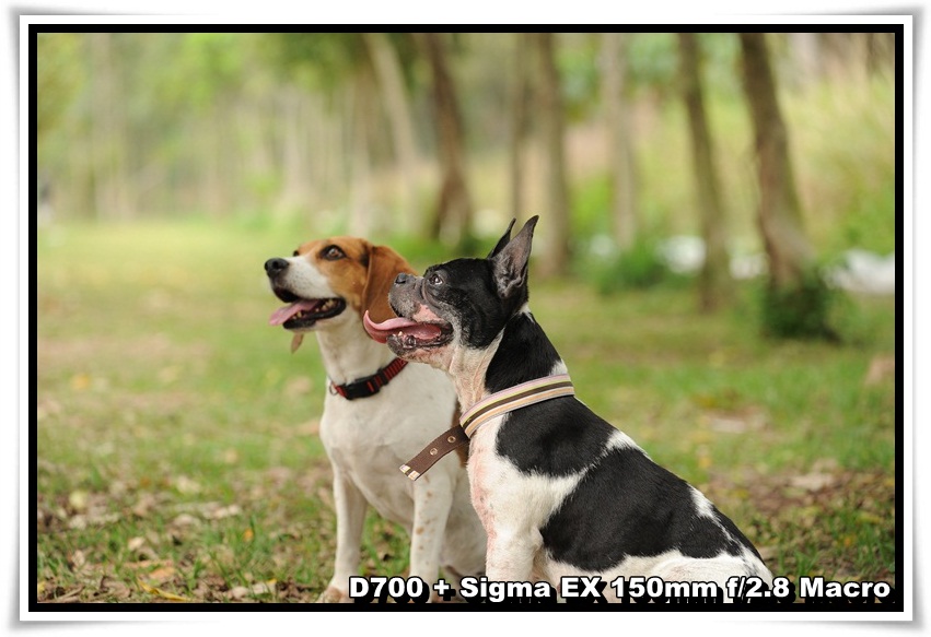 [DogDogNSW_b_01.JPG]