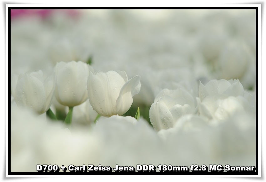 [tulip_05.JPG]