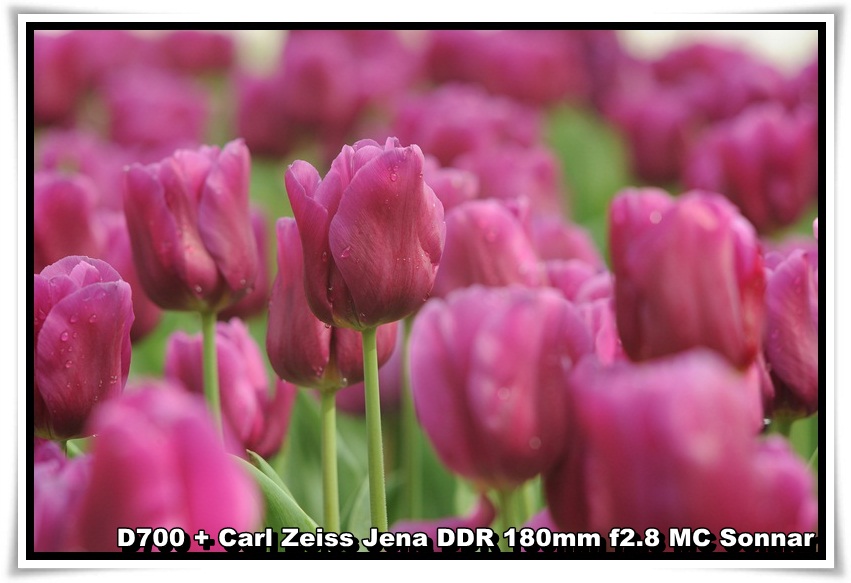 [tulip_01.JPG]