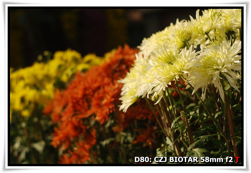 [ChrysanthemumShow_YuenYuenInstitute_b07.JPG]