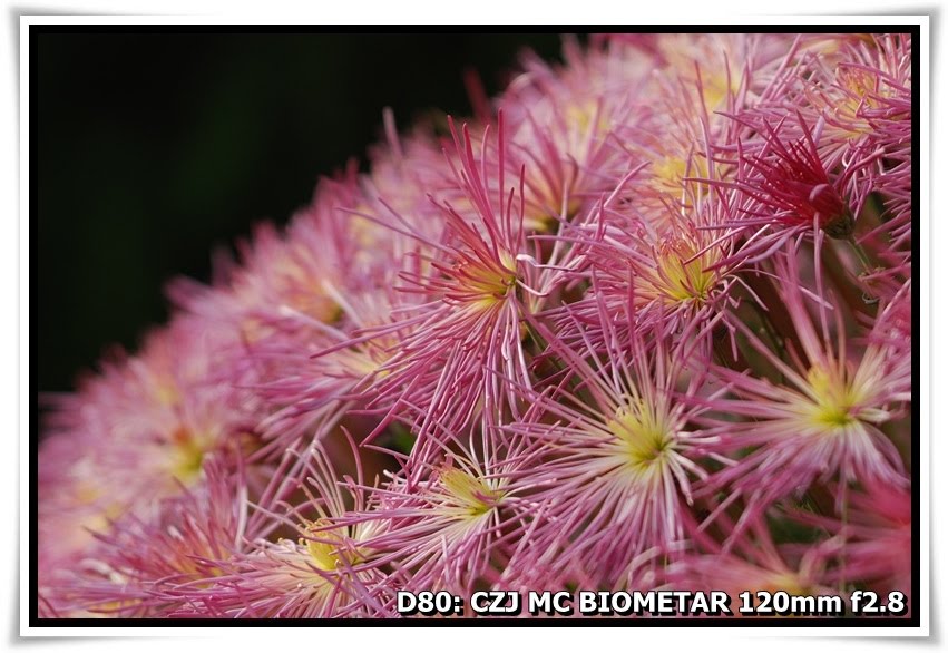 [ChrysanthemumShow_YuenYuenInstitute_a07.JPG]