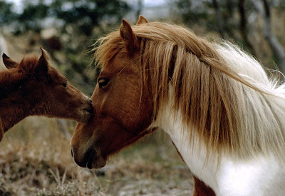 Best Wallpapers: Pony Wallpaper