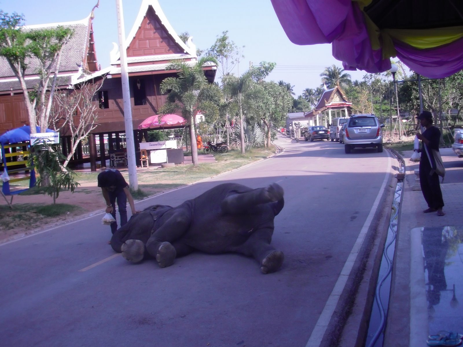 One Lazy Elephant