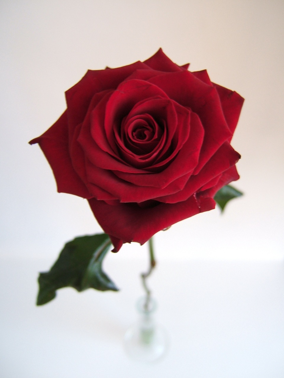 My Beautiful Picutre Album: Center of Single Red Rose with stem