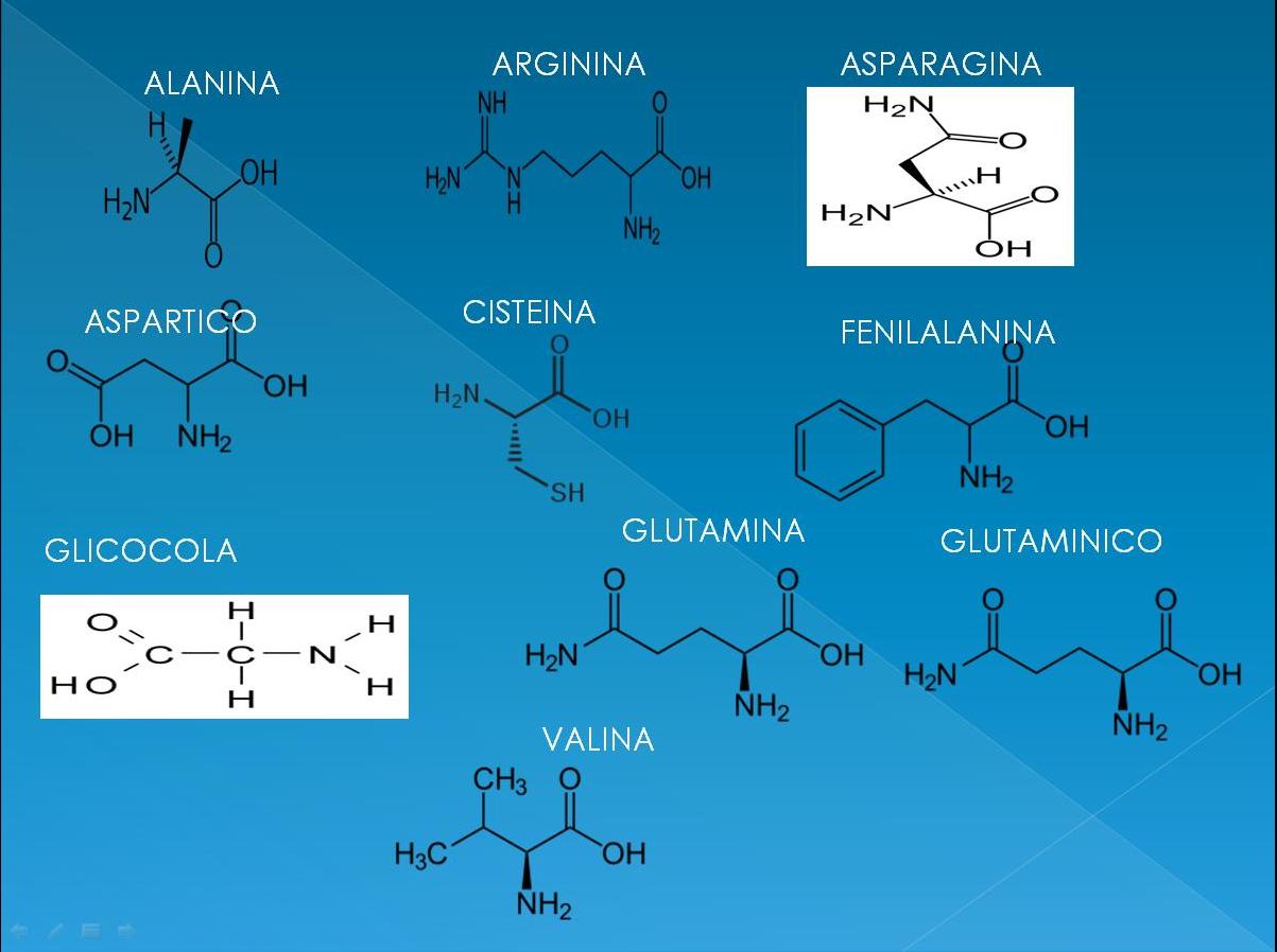 Quimico Biologo AMINOACIDOS