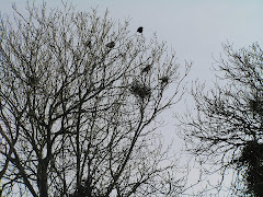 Rooks nest at Nolton Church