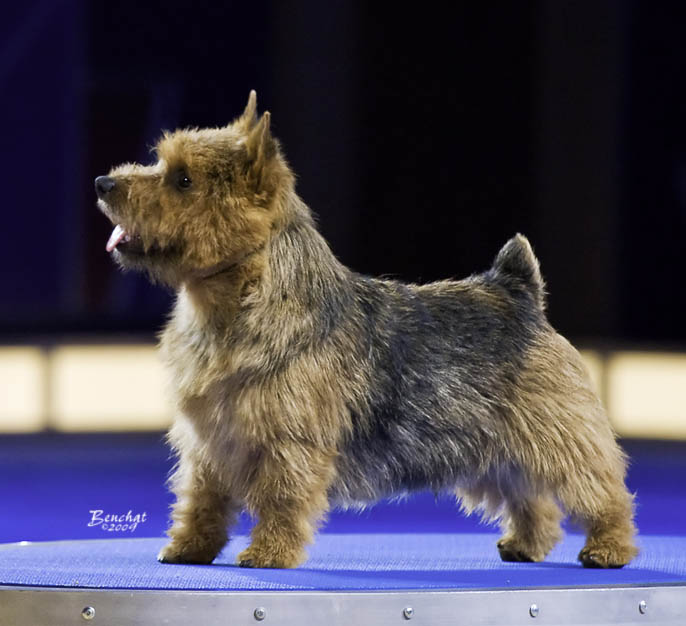 Scotland Cairn Terrier Club Sioux Empire Sellers Kennel Club