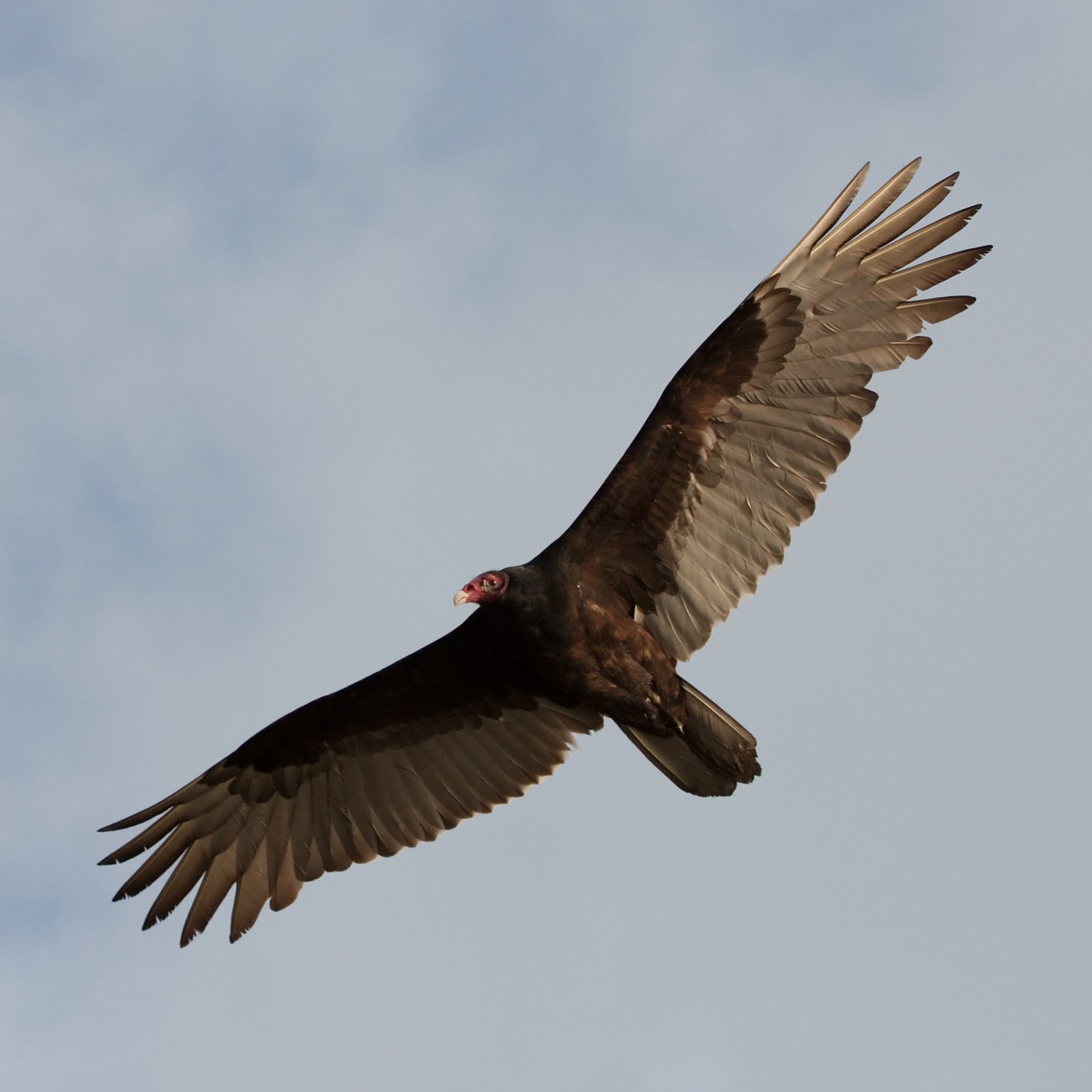 The Turkey Vulture: A Welcome Invasive Species? - - The Adirondack ...