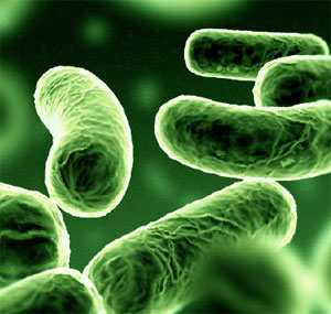 [bacterias.jpg]