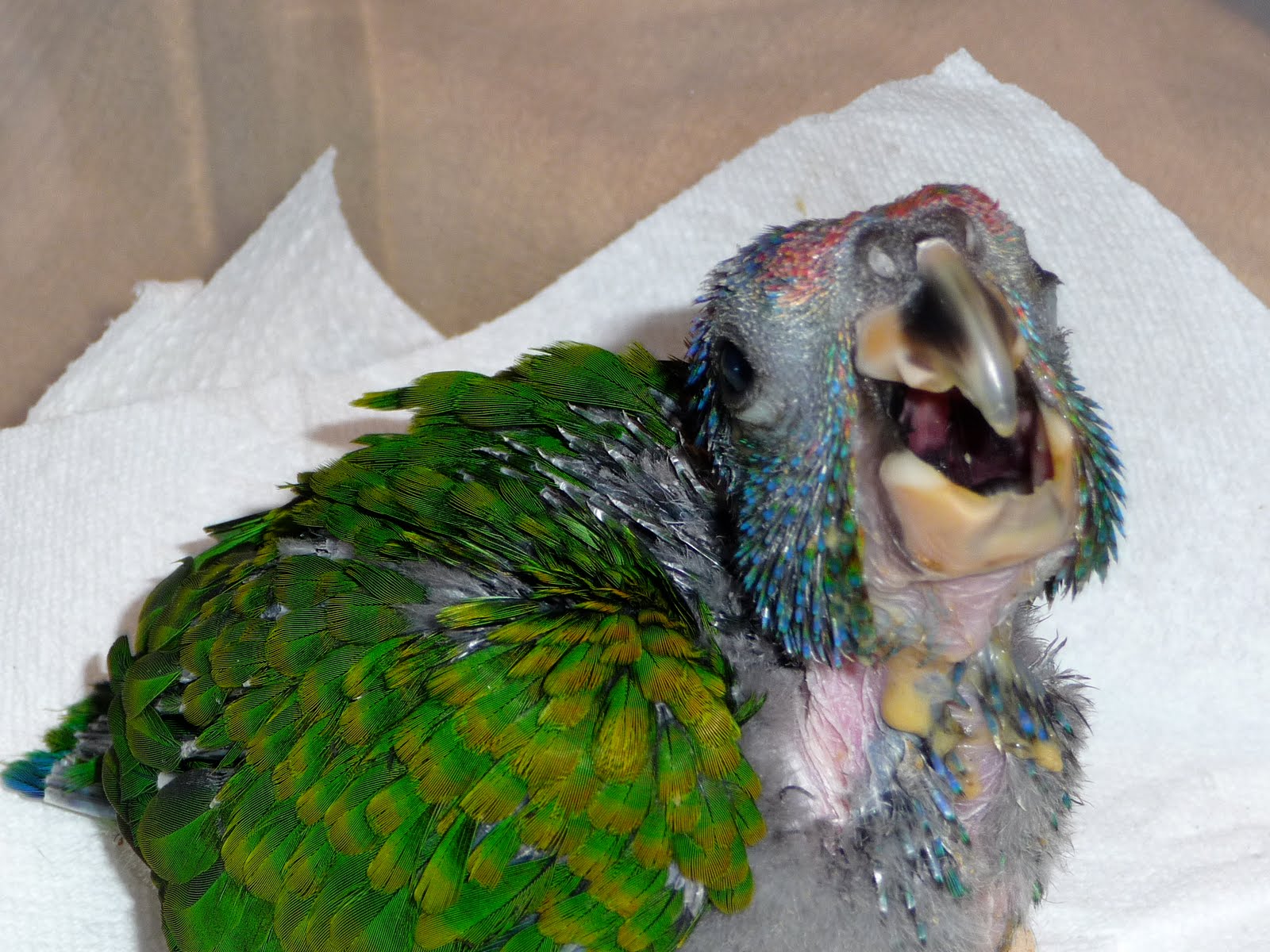 Beaker's Parrot Place June 2010