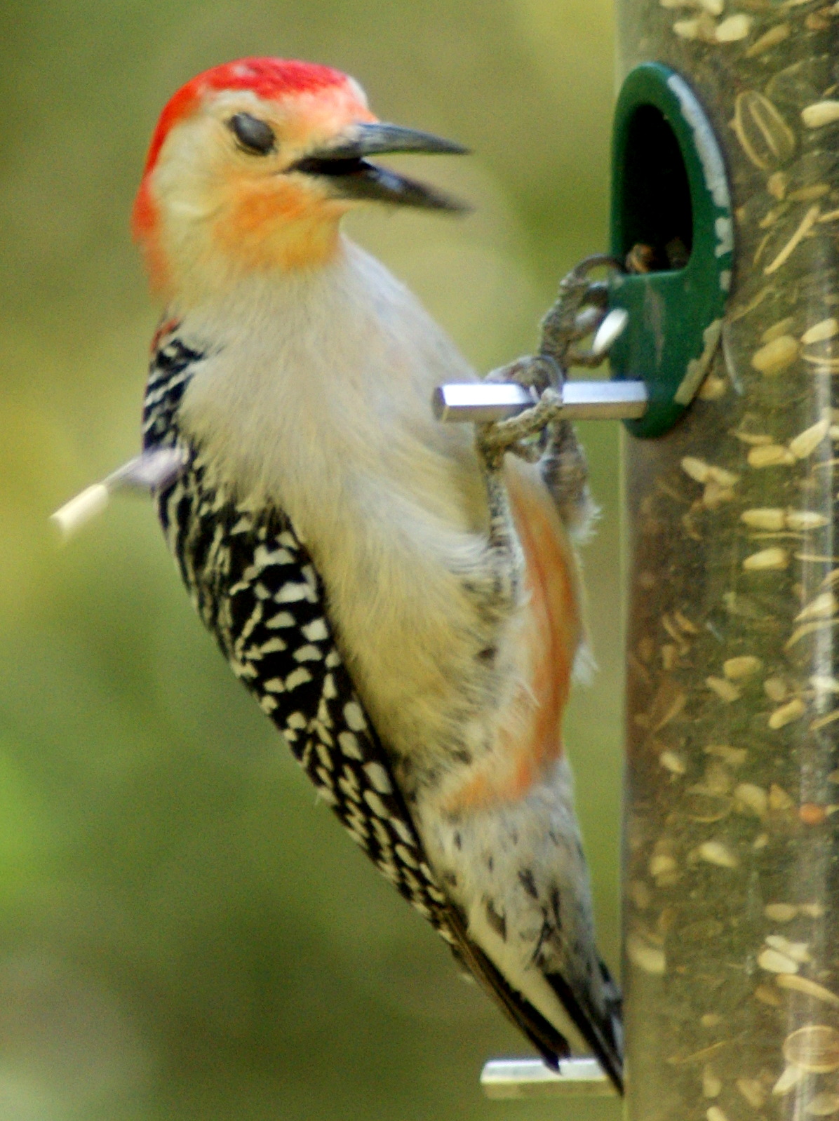 SE Texas Birding & Wildlife Watching: Red-bellied Woodpeckers