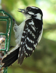 texas head woodpeckers patch feathers se sc birding wildlife watching except plumage downys identical almost male