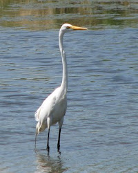 birds texas tall neck those wildlife very egret birding watching se