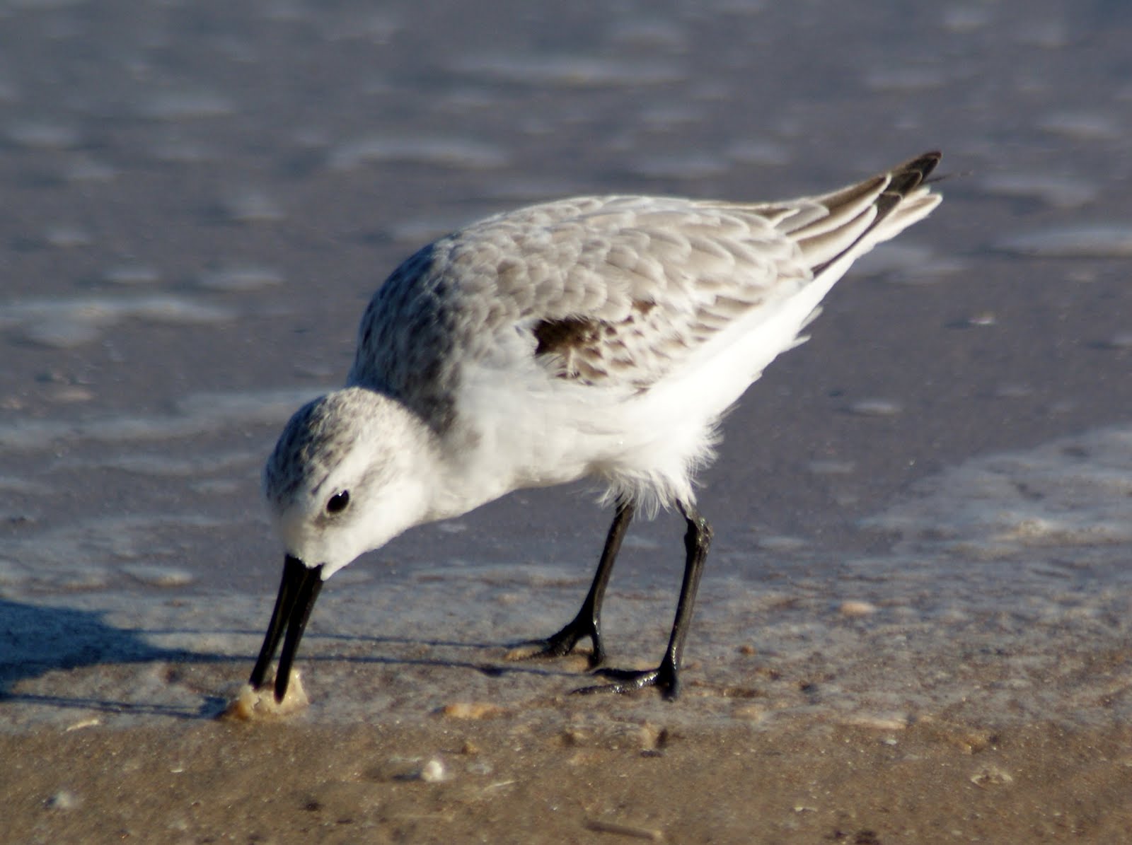 SE Texas Birding & Wildlife Watching Beach Birds