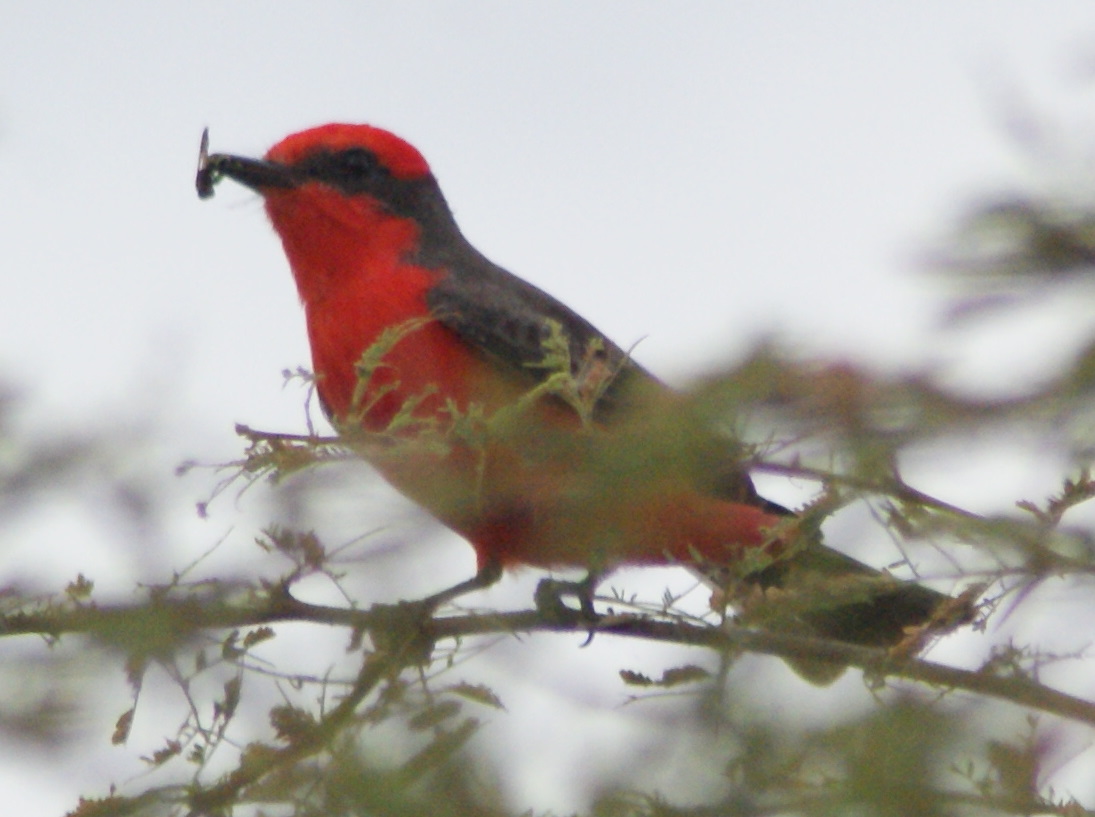 SE Texas Birding & Wildlife Watching Cooks Slough, Uvalde