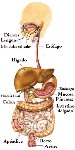 La digestión humana