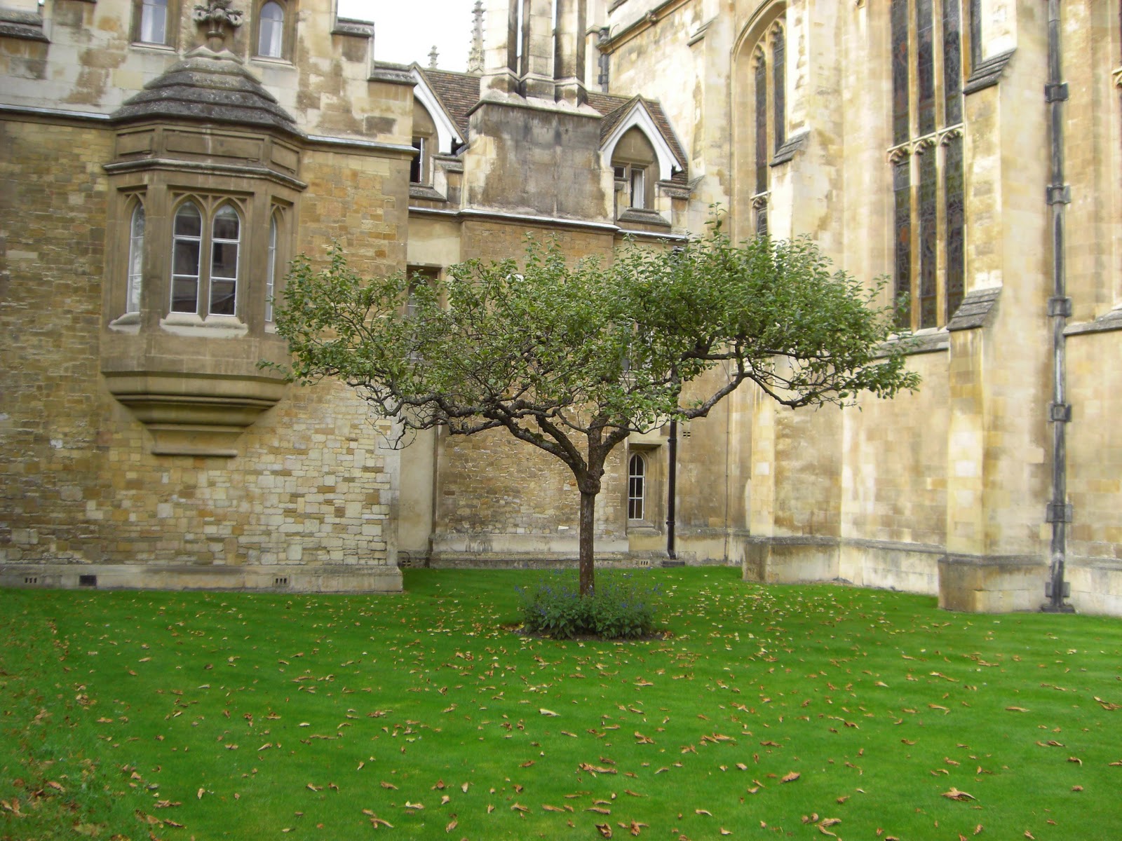 Аллея ньютона. Дерево Ньютона в Кембридже. Яблоня Ньютона в Кембридже.