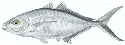 Fish Identification: Bar Jack (Caranx ruber)