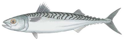 Atlantic Mackerel (Scomber scombrus)