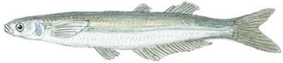 Fish Identification: California Grunion (Leuresthes tenuis)