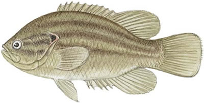 Mud Sunfish (Acantharchus pomotis)