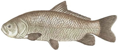 Bigmouth Buffalo Bigmouth Buffalo