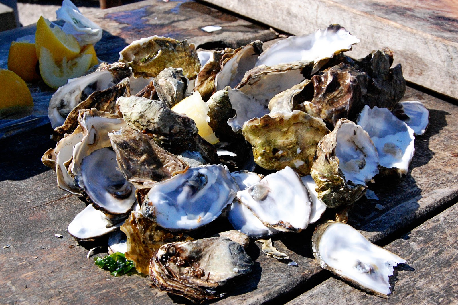 TNT ADVENTURES Tomales Bay Oyster Company Marshall
