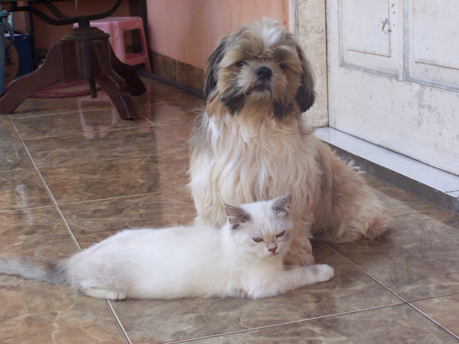 anjing tzih tzu ku