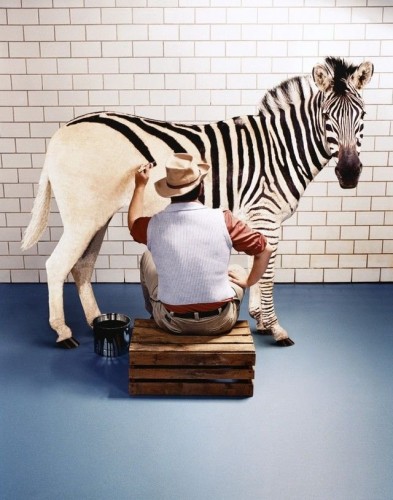 [zebra-painter-393x500.jpg]