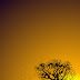 Design a Landscape - Tree in Sunset