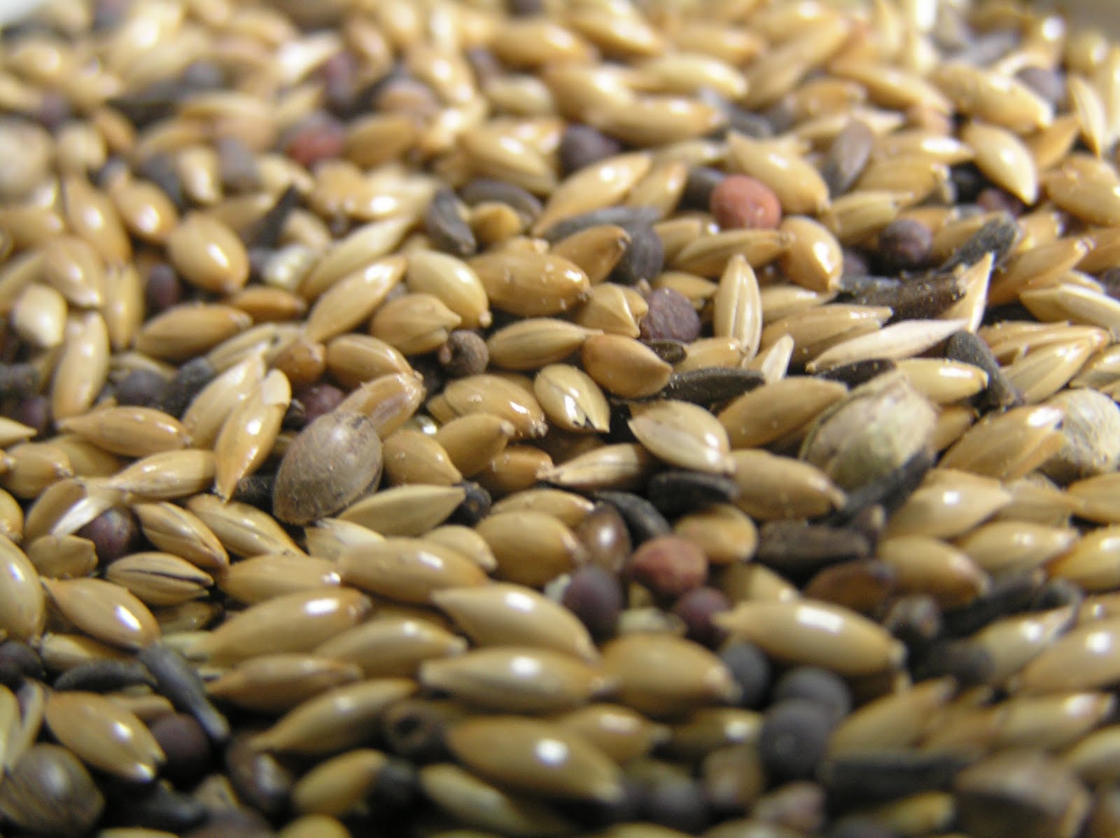 The Complete Cockatiel What to feed your Cockatiel Seed Mix and Sprouting