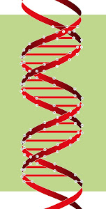 ADN