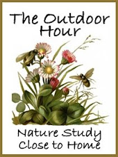 Free weekly nature study ideas & lessons
