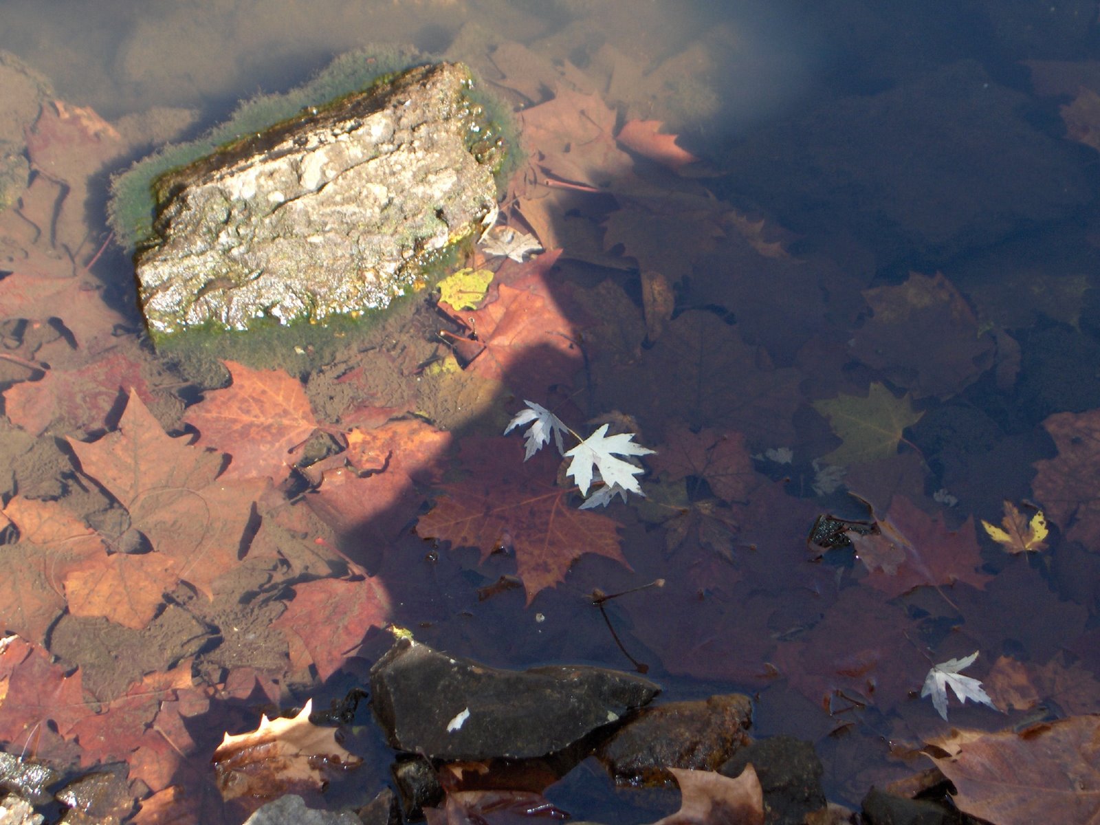 [leaves+reflection.JPG]