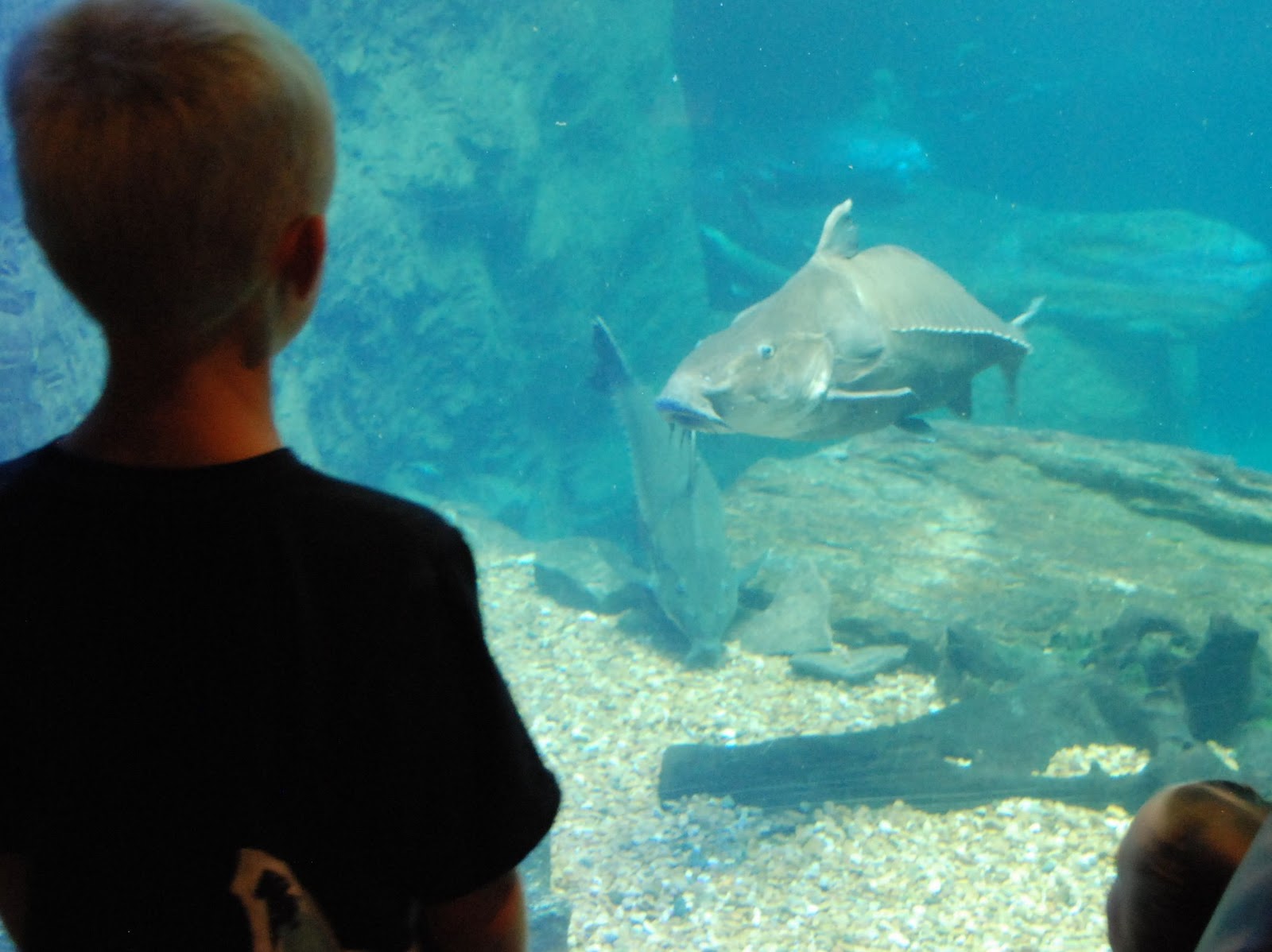 Zoo and Aquarium Design Manatee Mixed species exhibit at The Dallas