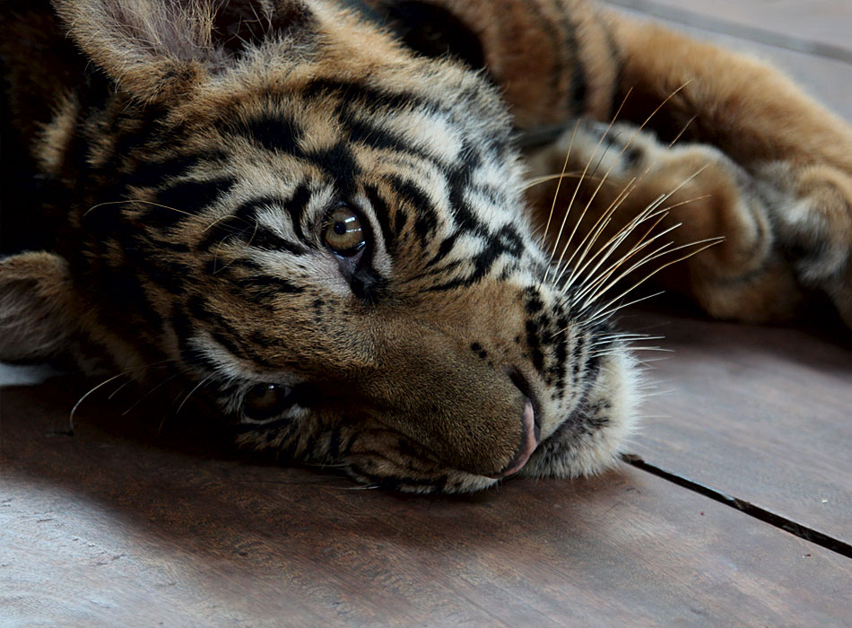 Грустный тигр картинки