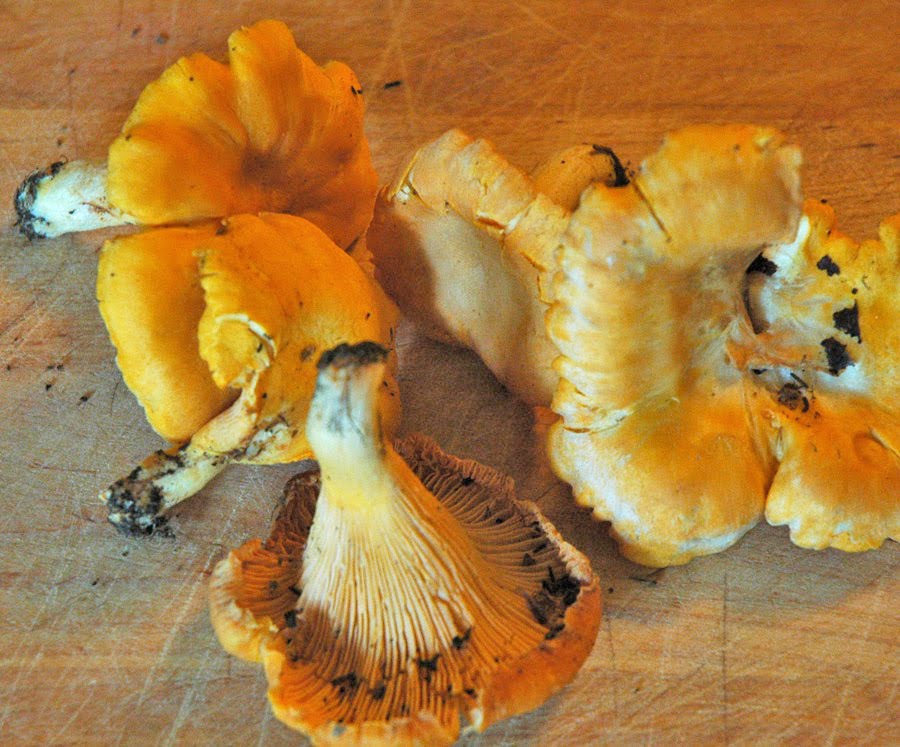 Macaroni Chanterelles The Last Post
